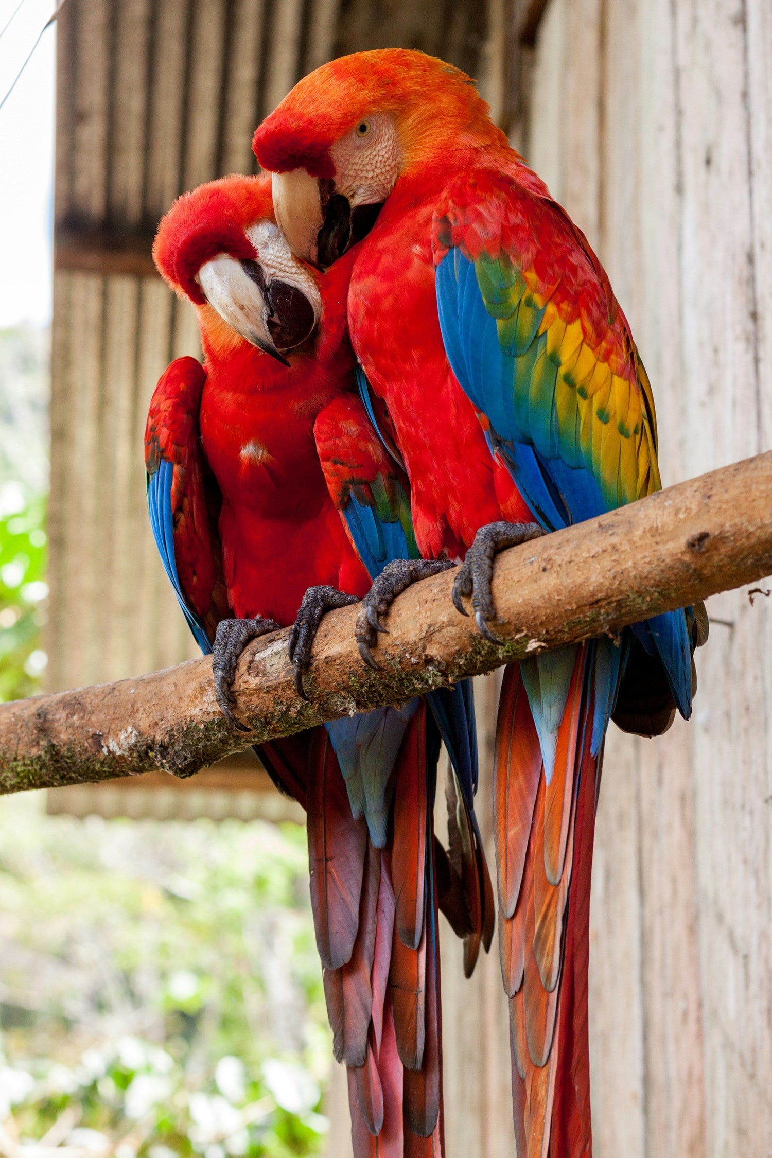 Birds and Fish